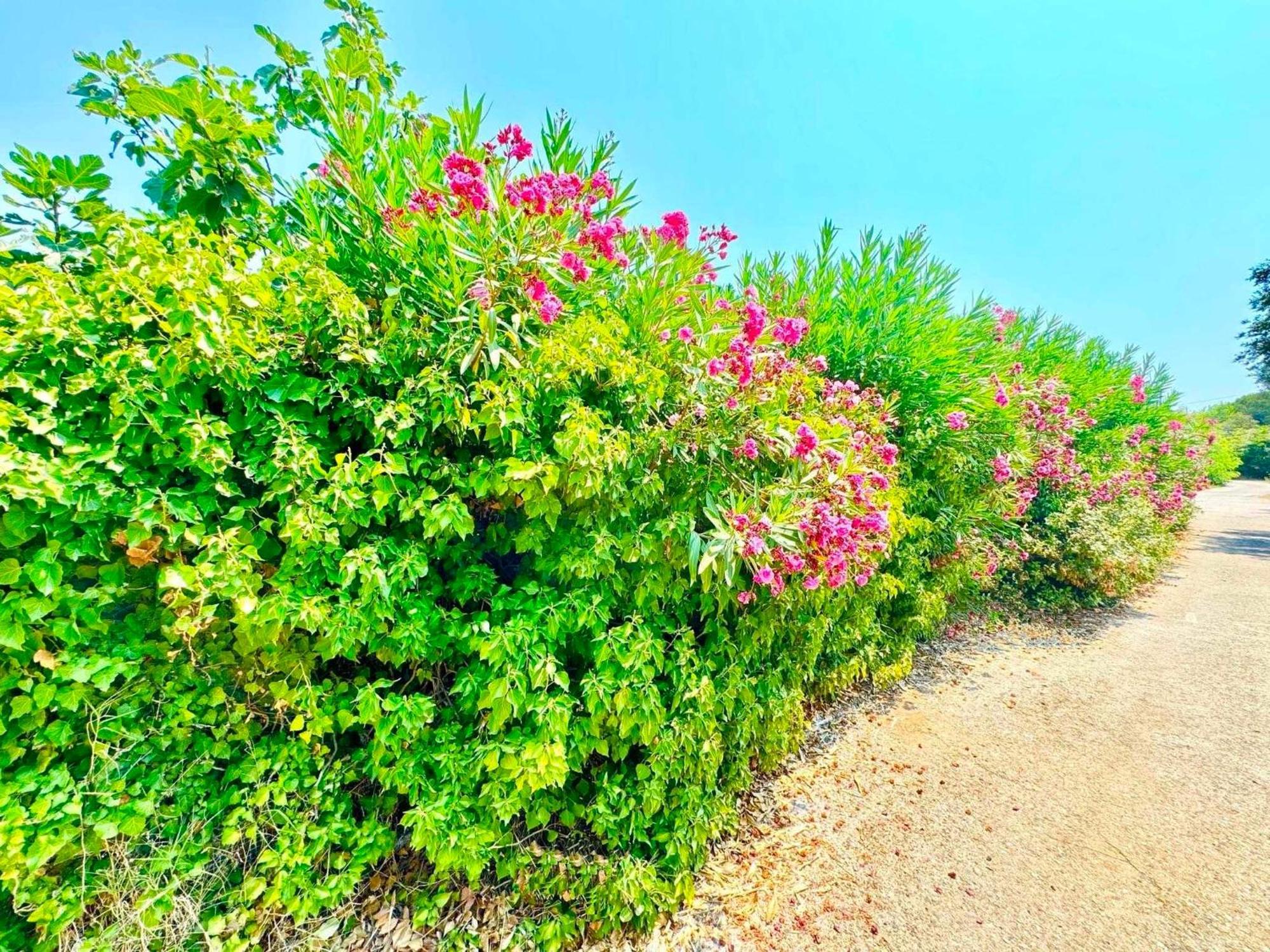 Tetraktys Estate Beachside Υδωρ Ágios Matthaíos Esterno foto